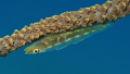   Whip coral Goby  